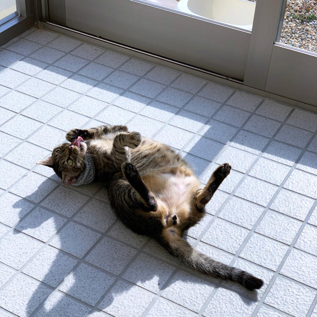 いやしの猫玄関_d0355333_14151921.jpg