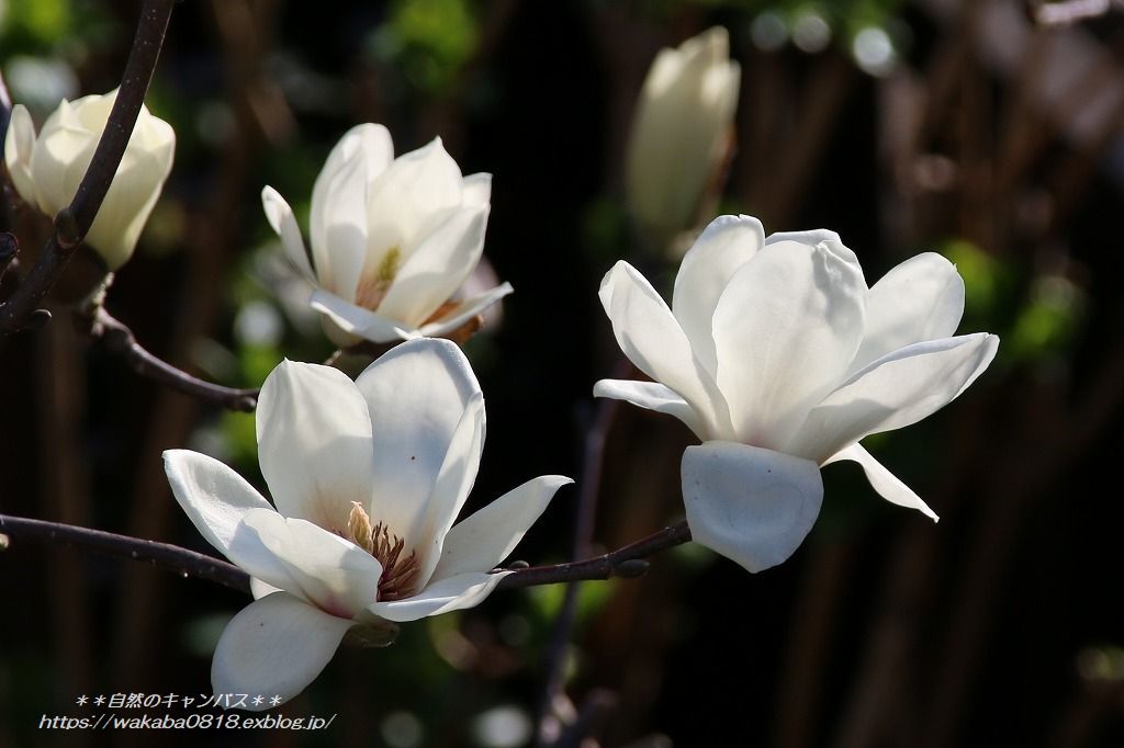 ハクレンの花がいつもより早く咲きだしました 自然のキャンバス