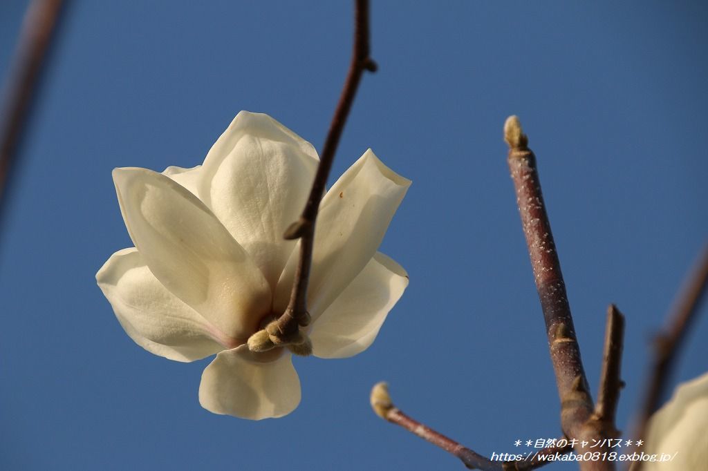 ハクレンの花がいつもより早く咲きだしました 自然のキャンバス