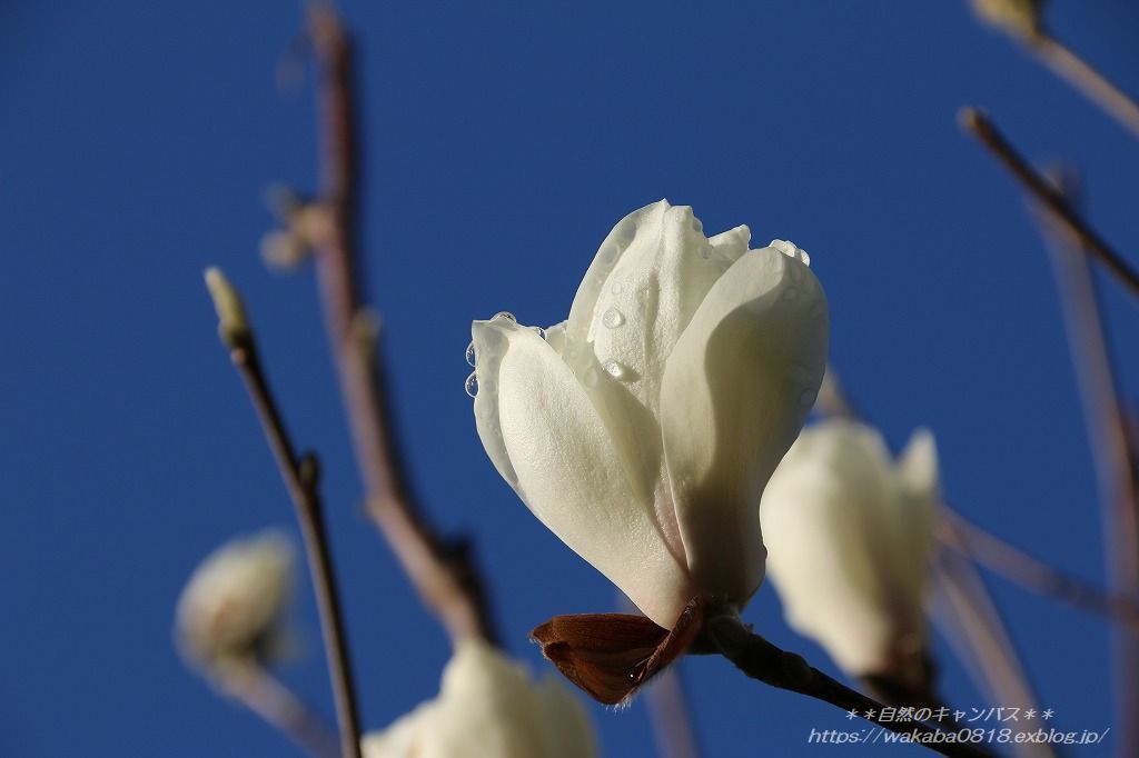 ハクレンの花がいつもより早く咲きだしました 自然のキャンバス ハクレンの花がいつもより早く咲きだしました 自然のキャンバス