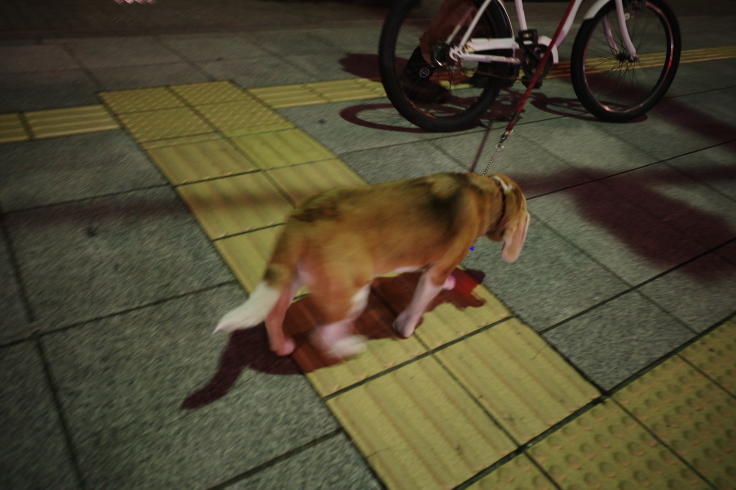 トラットリア ガブリエル 長野県松本市中央 トラットリア イタリアン 長野県松本市をぶらぶら その9 趣味はウォーキングでは無い トラットリア ガブリエル 長野県松本市中央 トラットリア イタリアン 長野県松本市をぶらぶら その9 趣味はウォーキングでは無い