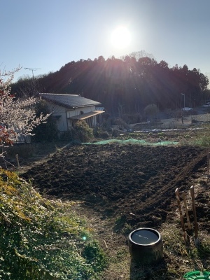 種植えた_c0207638_10483150.jpeg