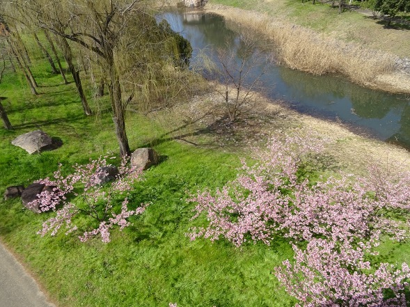 山田池公園の河津桜・満開_b0299042_11075835.jpg