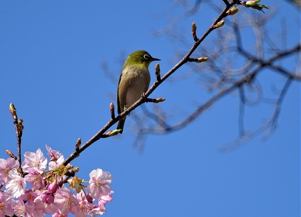山田池公園の河津桜・満開_b0299042_11084077.jpg