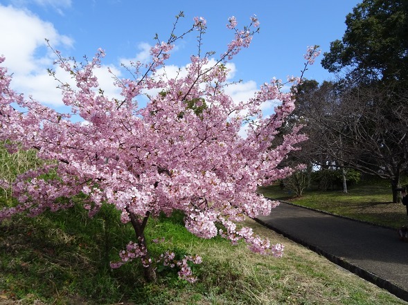 山田池公園の河津桜・満開_b0299042_11084611.jpg