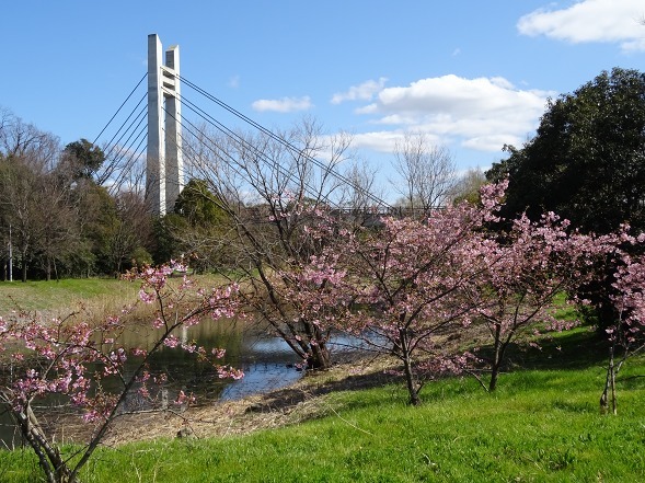 山田池公園の河津桜・満開_b0299042_11092506.jpg