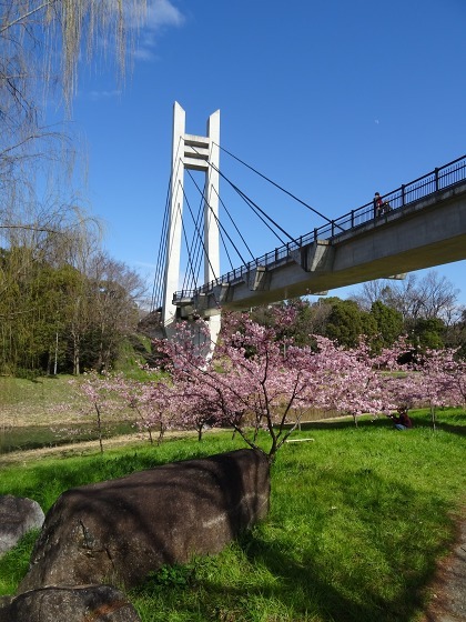 山田池公園の河津桜・満開_b0299042_11104606.jpg