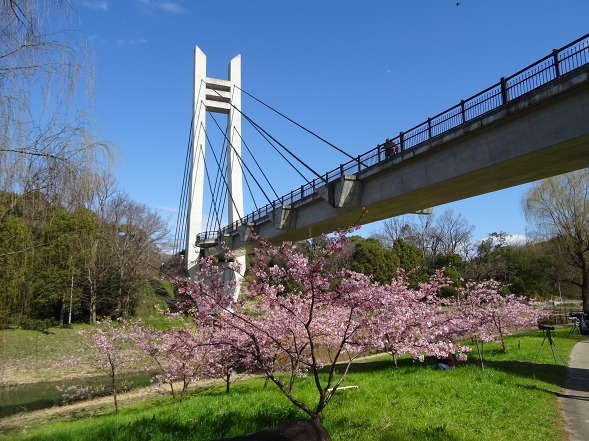 山田池公園の河津桜・満開_b0299042_11105130.jpg