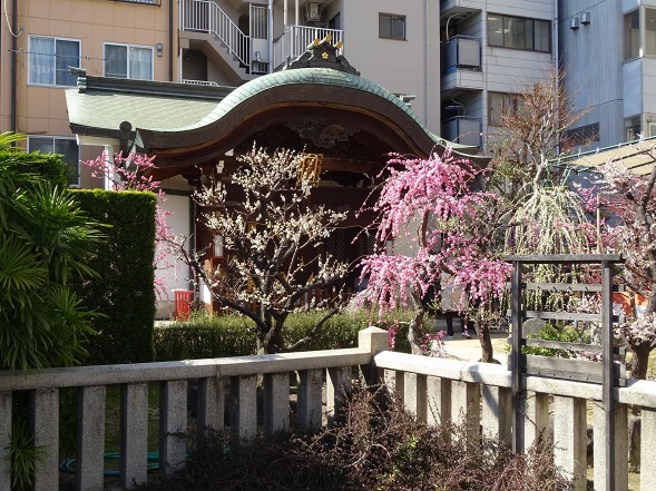 大阪天満宮の梅_b0299042_17191991.jpg