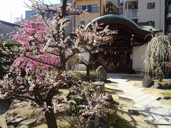 大阪天満宮の梅_b0299042_17195158.jpg