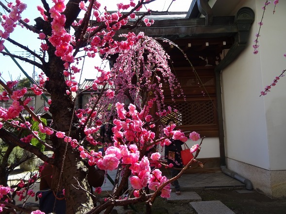 大阪天満宮の梅_b0299042_17195623.jpg