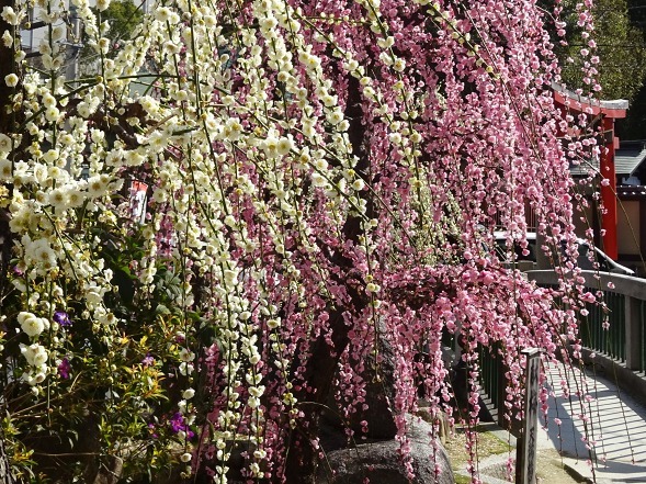 大阪天満宮の梅_b0299042_17203591.jpg