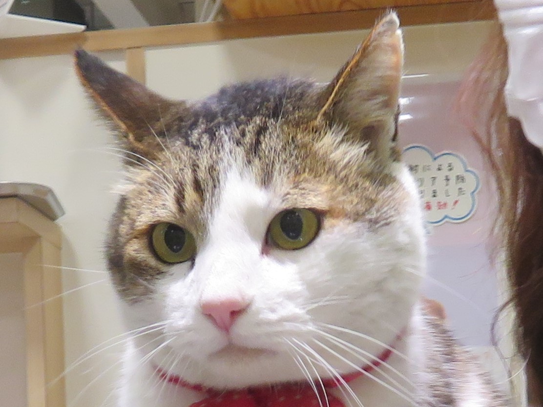 3 月 4 日の写真_c0174644_11395945.jpg