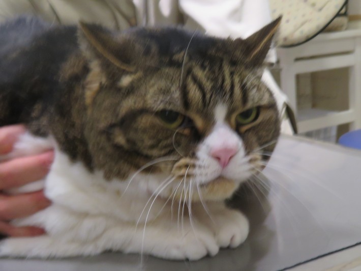 3 月 4 日の写真_c0174644_20291063.jpg
