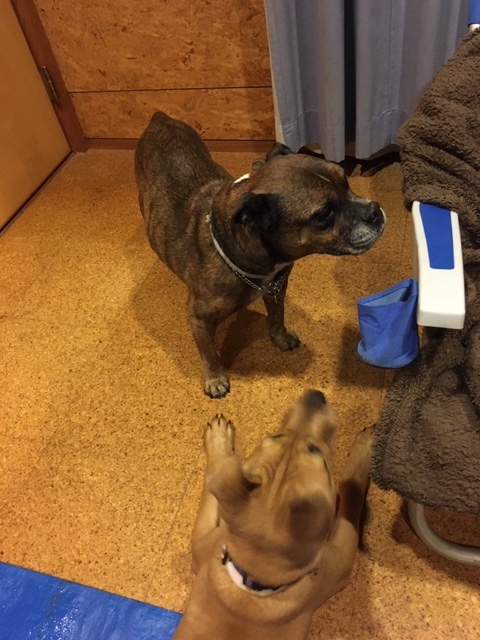 コウちゃんトライアルに入りました!!!&母犬くるみと日向の里親さん&引き継いで預かって下さるお預かりさん、緊急で募集しています。_c0372561_19313898.jpeg