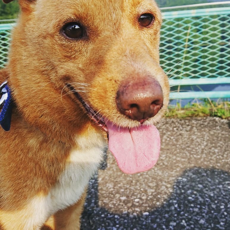 コウちゃんトライアルに入りました！！！＆母犬くるみと日向の里親さん＆引き継いで預かって下さるお預かりさん、緊急で募集しています。_c0372561_20011064.jpg