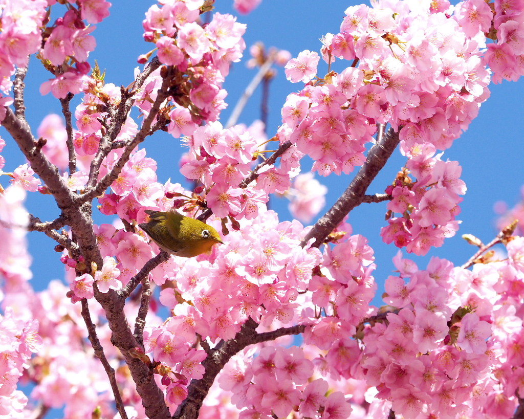 桜咲く 🌸いせさき市民のもり公園で🌸_c0305565_17424059.jpg