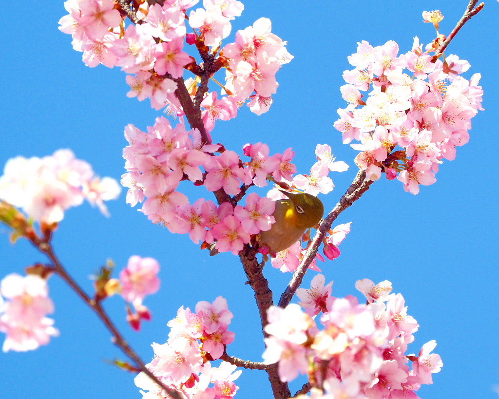 桜咲く 🌸いせさき市民のもり公園で🌸_c0305565_17425410.jpg