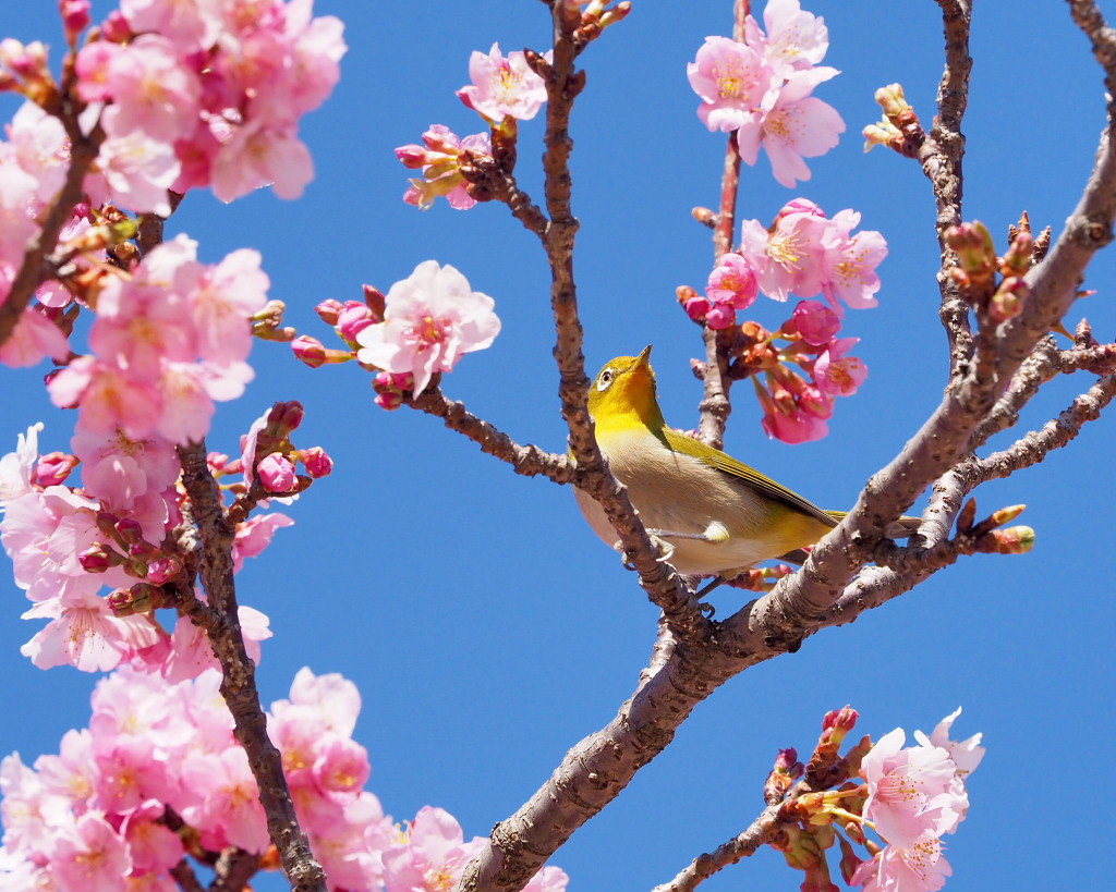 桜咲く 🌸いせさき市民のもり公園で🌸_c0305565_17431569.jpg