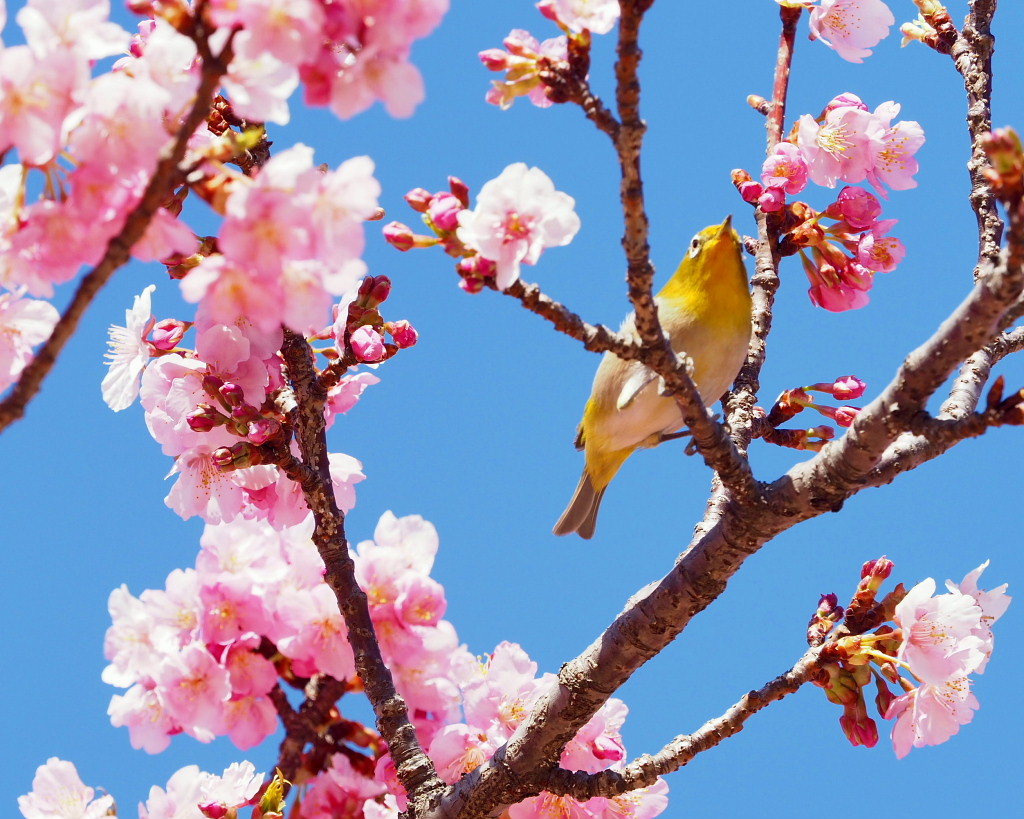 桜咲く 🌸いせさき市民のもり公園で🌸_c0305565_17432993.jpg