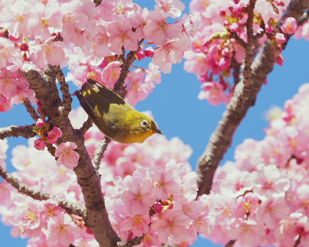 桜咲く 🌸いせさき市民のもり公園で🌸_c0305565_17435831.jpg