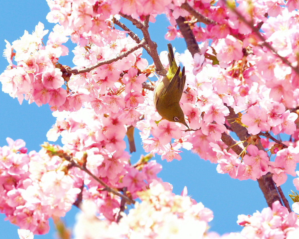 桜咲く 🌸いせさき市民のもり公園で🌸_c0305565_17442432.jpg