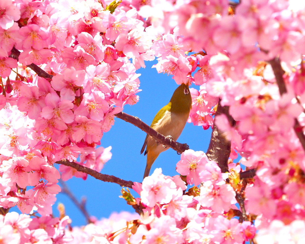 桜咲く 🌸いせさき市民のもり公園で🌸_c0305565_17443695.jpg