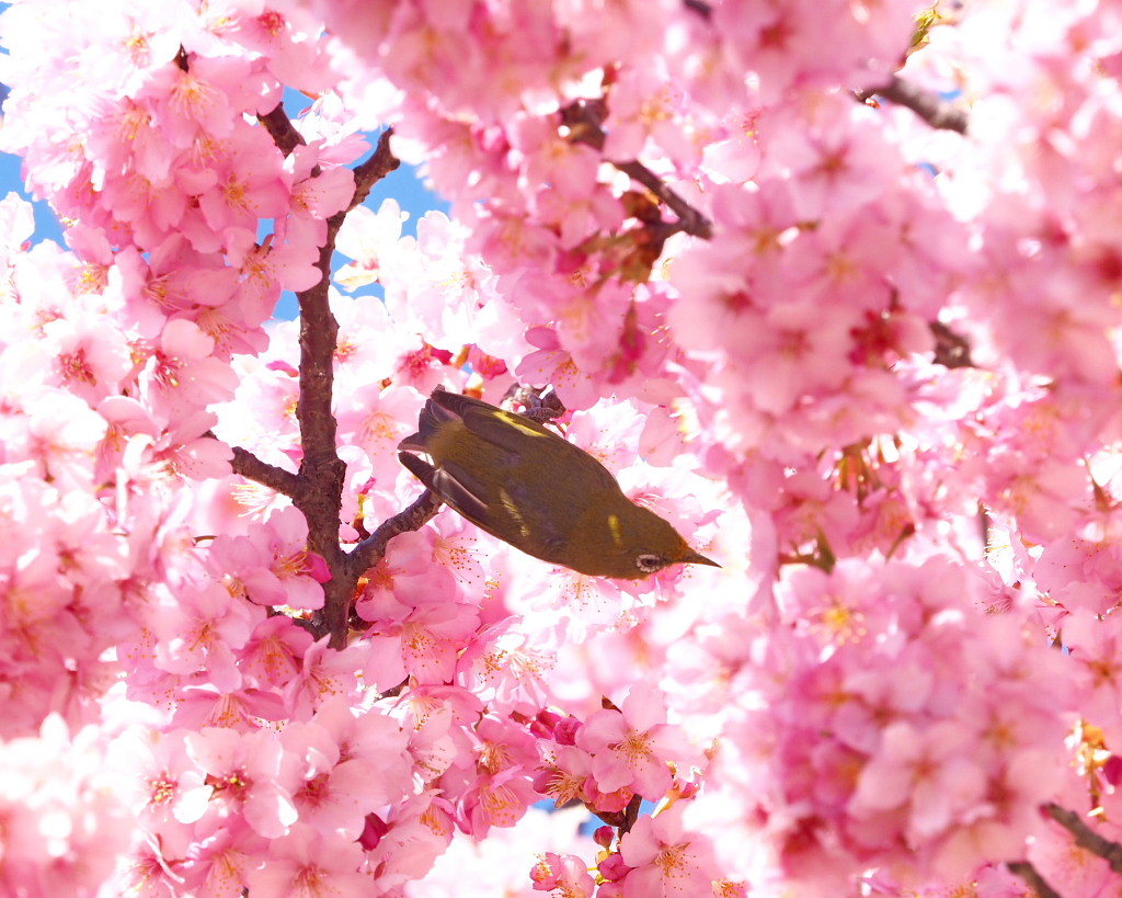 桜咲く 🌸いせさき市民のもり公園で🌸_c0305565_17445274.jpg