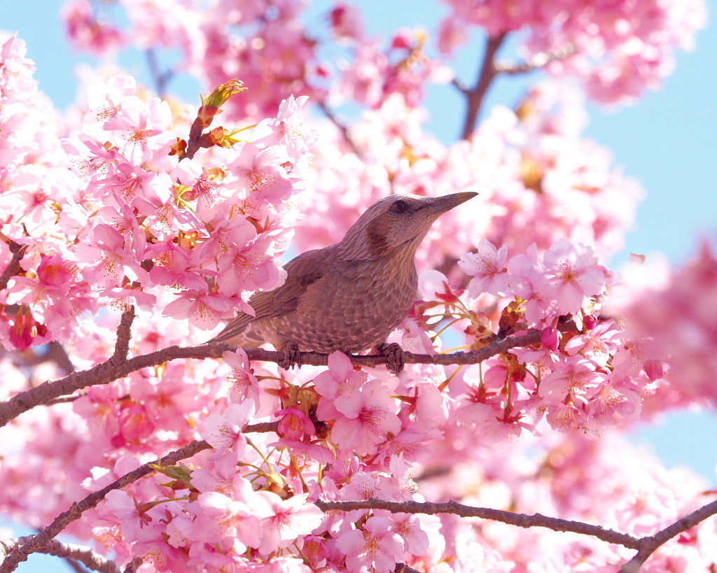 桜咲く 🌸いせさき市民のもり公園で🌸_c0305565_17453781.jpg
