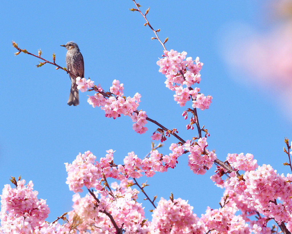 桜咲く 🌸いせさき市民のもり公園で🌸_c0305565_17455097.jpg
