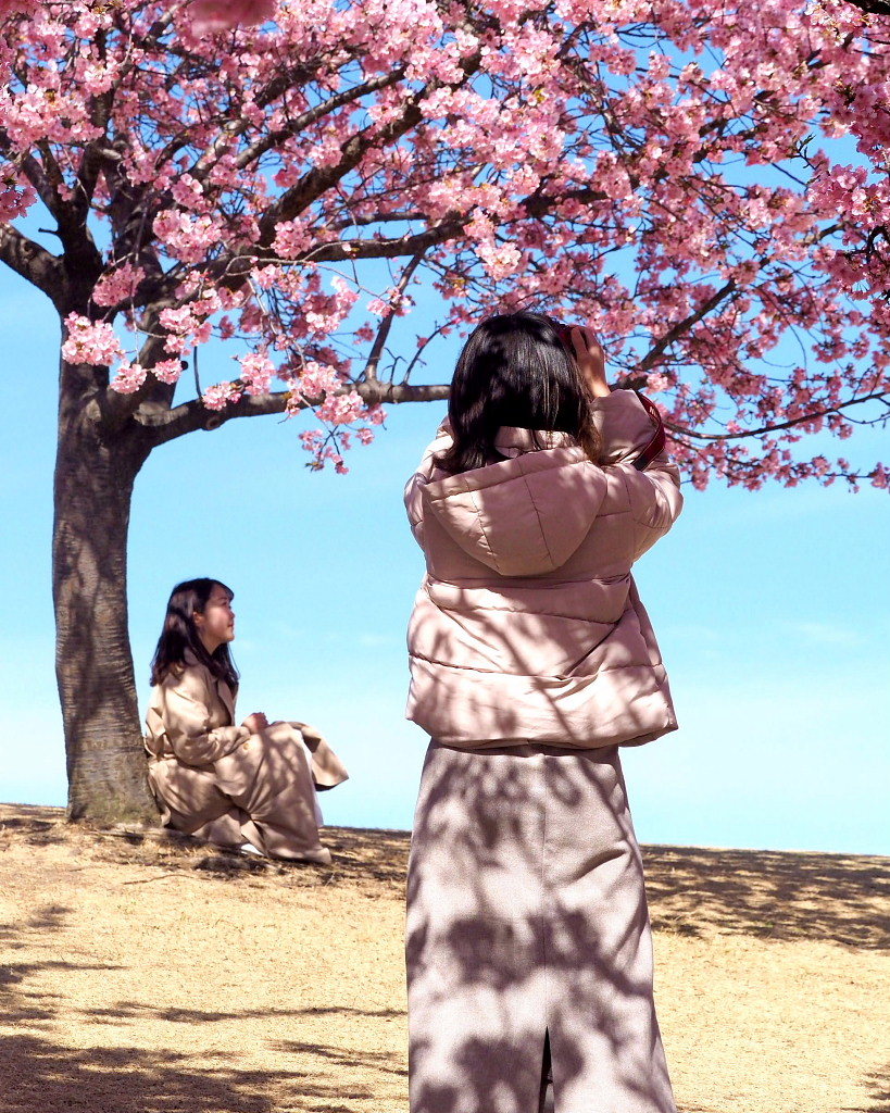 桜咲く 🌸いせさき市民のもり公園で🌸_c0305565_17464298.jpg