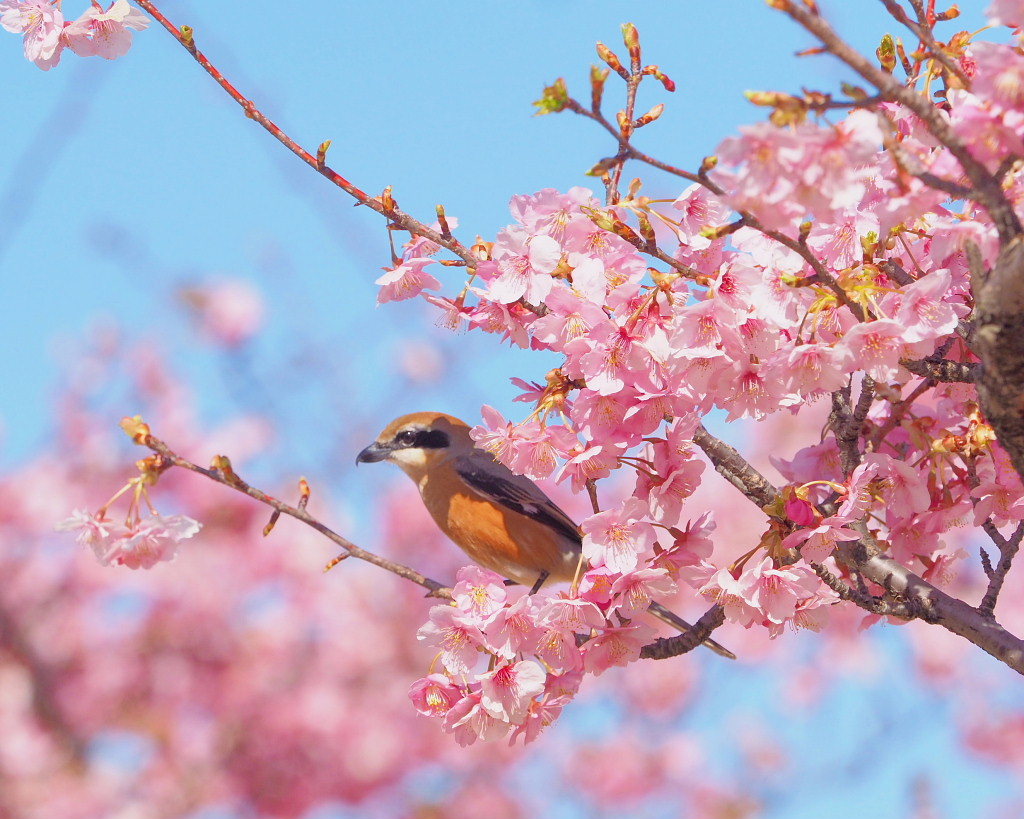 桜咲く 🌸いせさき市民のもり公園で🌸_c0305565_17472627.jpg