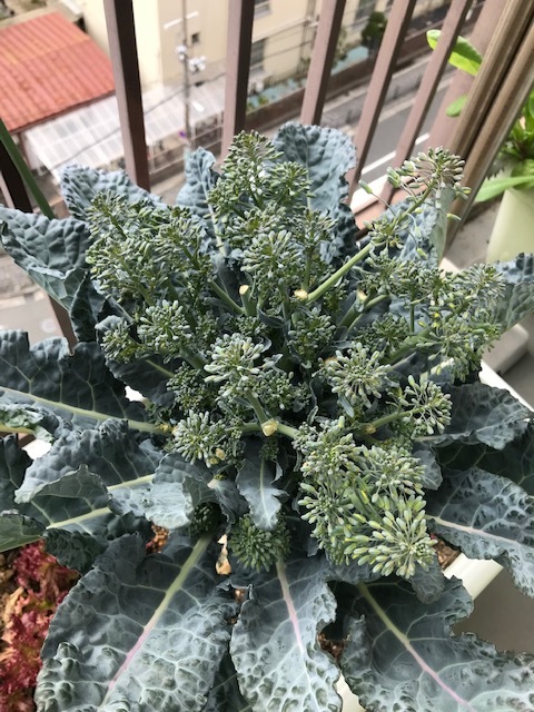 サラダ_f0204295_21125669.jpg