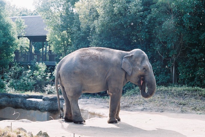 フィルムズーラシア X-700編 ① 5枚_b0016600_23595378.jpg