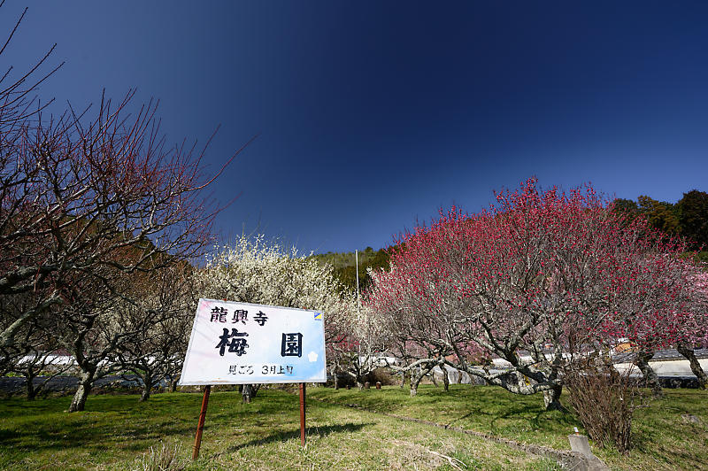 梅@八木町 龍興寺_f0032011_19551209.jpg