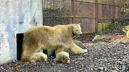 デンマーク・オールボー動物園の二頭の赤ちゃんが遂に屋外登場!~ 地元TV局の指摘する日本からの強い関心_a0151913_2223558.jpg