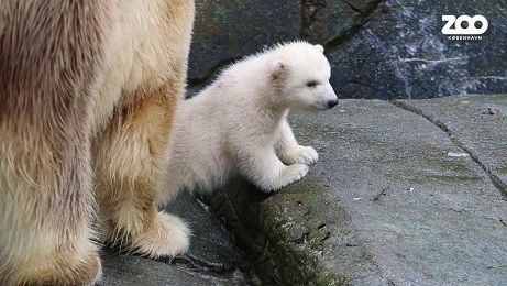 デンマーク・コペンハーゲン動物園の赤ちゃんの屋外登場その後の映像_a0151913_23381190.jpg