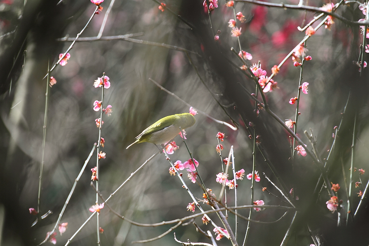 京都回顧 －きぬかけの路 早春の龍安寺（後編）－_b0169330_0124913.jpg