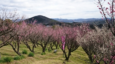 梅の香に誘われて里山を歩く 雄岡山~雌岡山_c0218841_13163022.jpg
