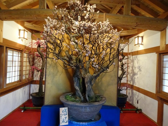 大和郡山の盆梅展 彩の気まぐれ写真
