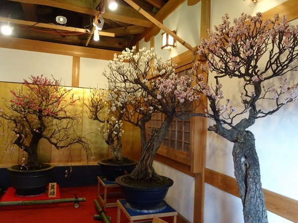 大和郡山の盆梅展 彩の気まぐれ写真 大和郡山の盆梅展 彩の気まぐれ写真