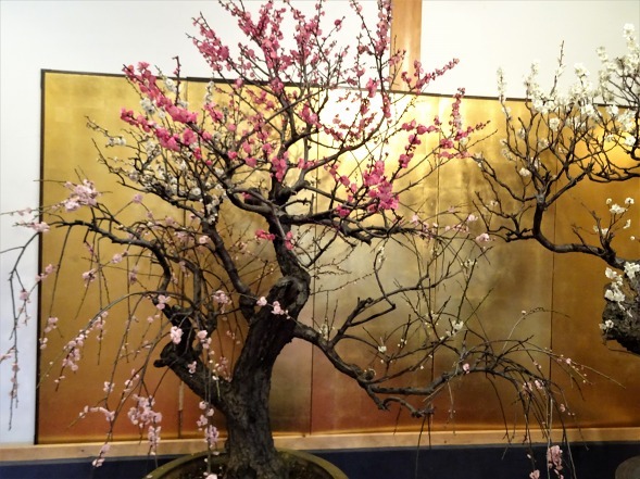 大和郡山の盆梅展 彩の気まぐれ写真 大和郡山の盆梅展 彩の気まぐれ写真