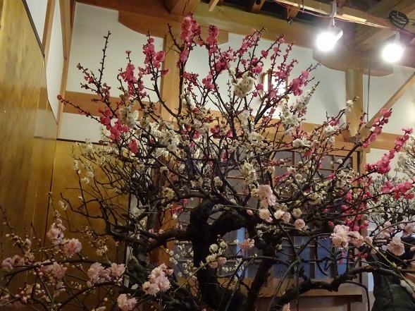 大和郡山の盆梅展_b0299042_09123976.jpg