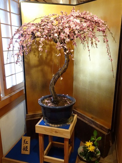 大和郡山の盆梅展_b0299042_09124486.jpg