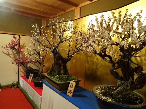 大和郡山の盆梅展_b0299042_09125067.jpg
