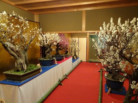 大和郡山の盆梅展_b0299042_09125574.jpg