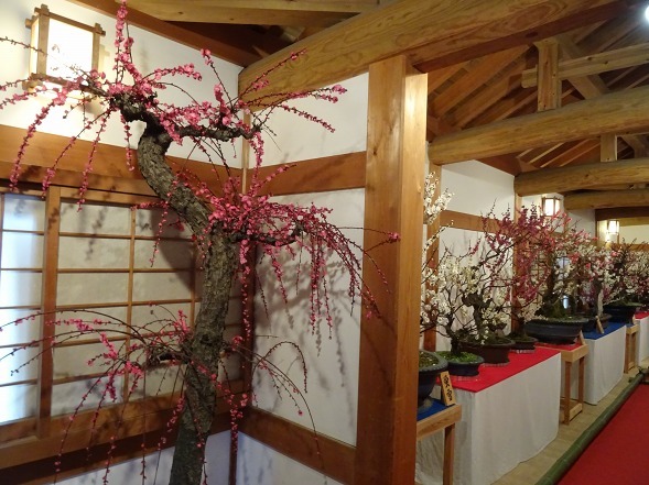 大和郡山の盆梅展_b0299042_09130053.jpg