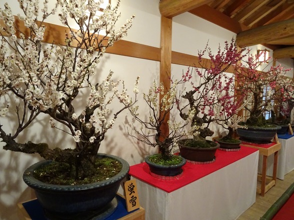 大和郡山の盆梅展_b0299042_09130531.jpg