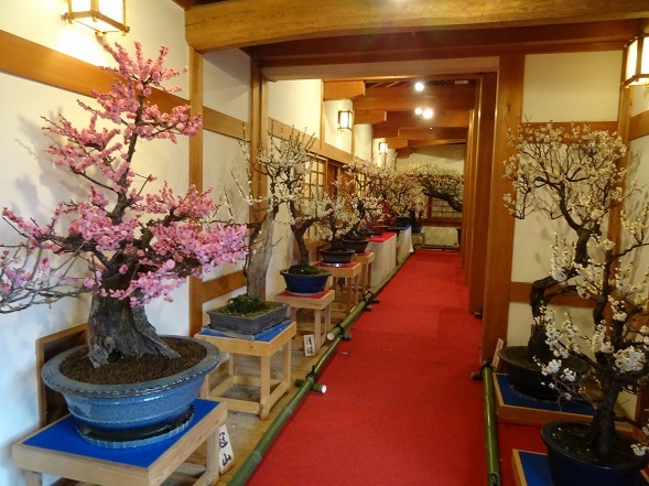 大和郡山の盆梅展_b0299042_09131144.jpg
