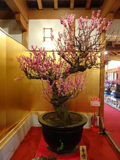 大和郡山の盆梅展_b0299042_09131823.jpg